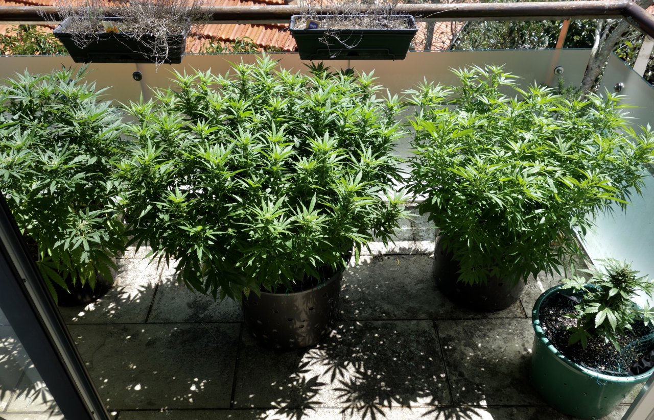 from L-R, Mango Sherbert, Godfather OG,Strawberry Cough,CBD Express - 17/Feb/21