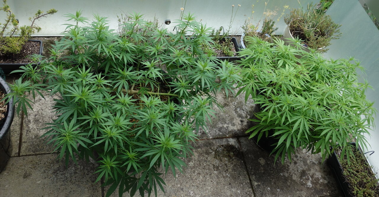 From L- R;  sprouting auto container, 3-WWG, 2-WW