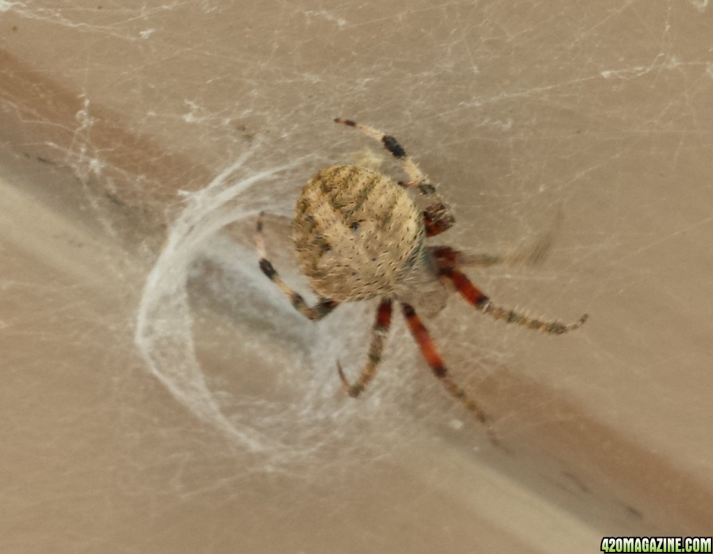 Front porch spider