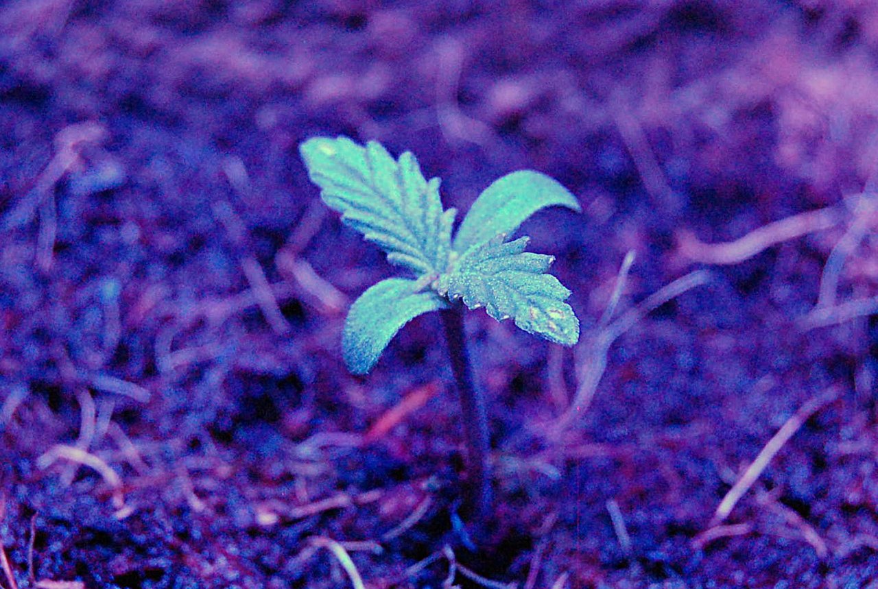 Frosted Guava Auto Seedling in Coco.JPG