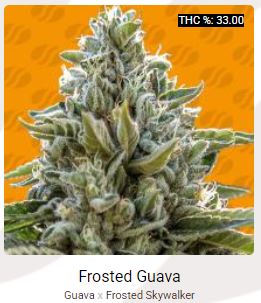 Frosted Guava.JPG