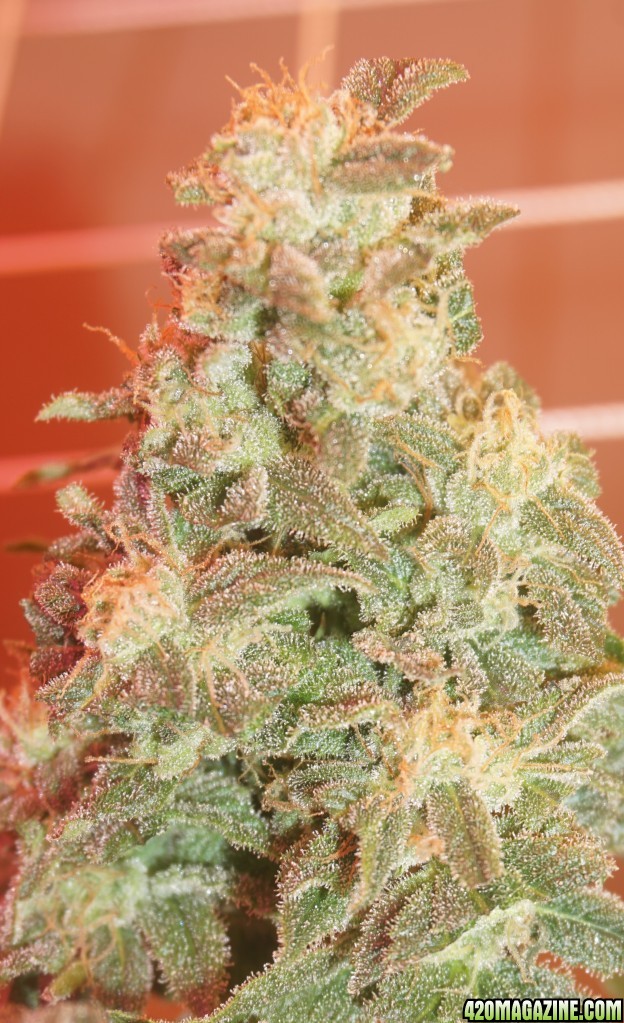 Frosty Death Star