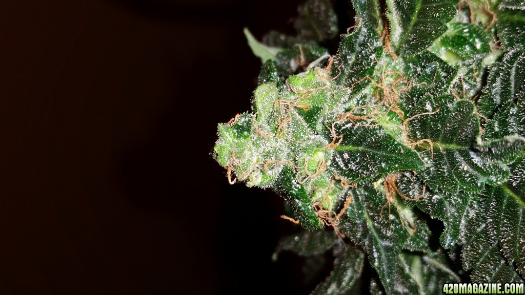 Frosty Nug