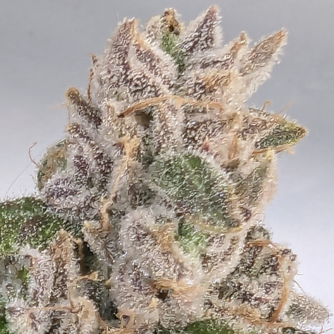 Frosty-Slapz-Annabelles-Garden-seeds-hanfsamen-420.jpg