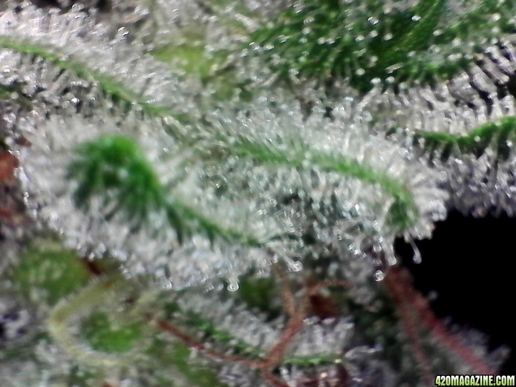 Frosty_2_1