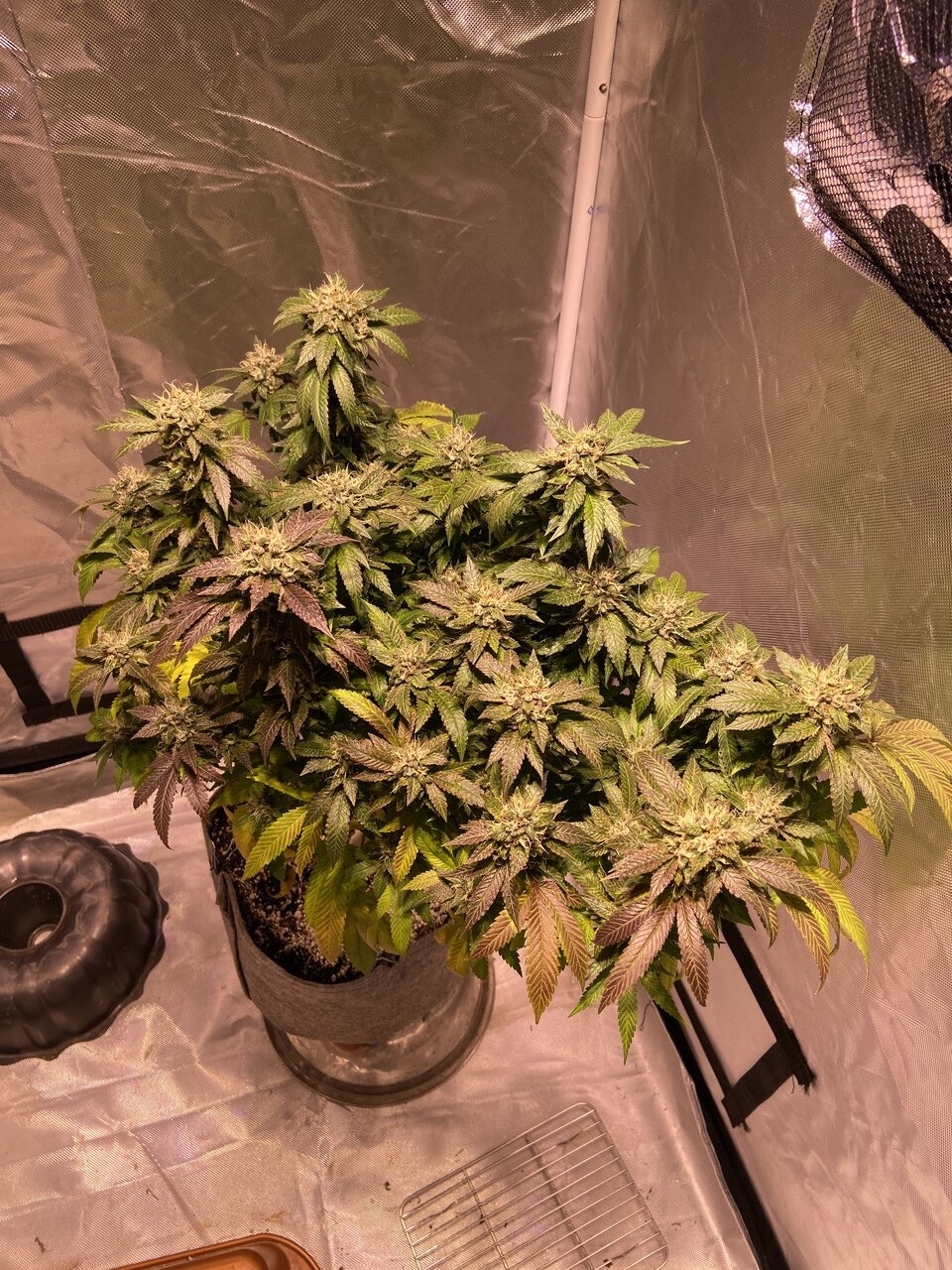 Fruit flower day 57