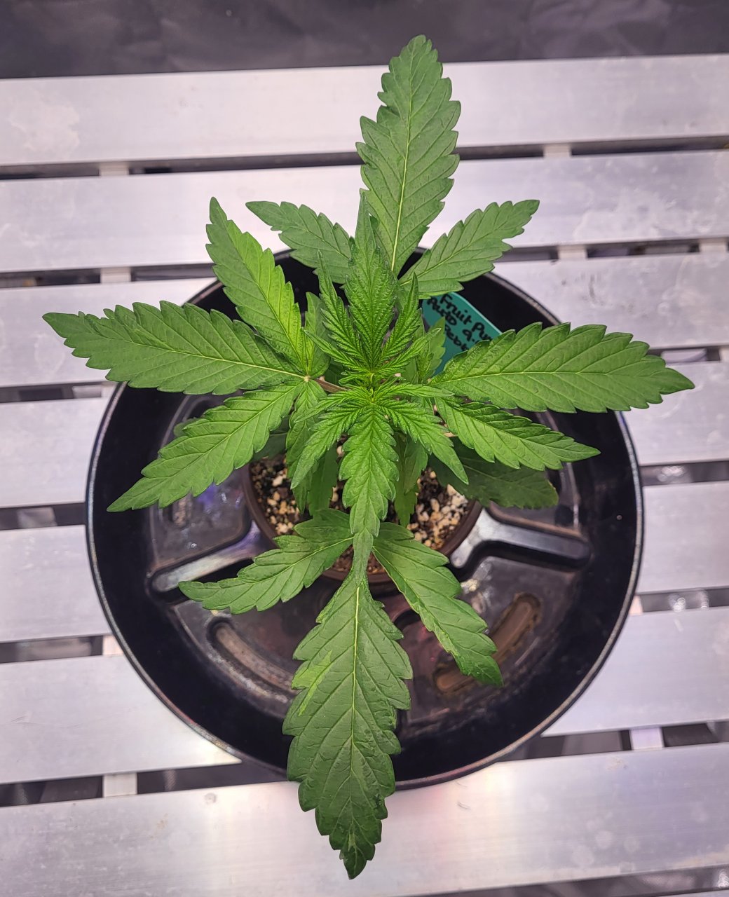 Fruit punch auto day 16_2.jpg