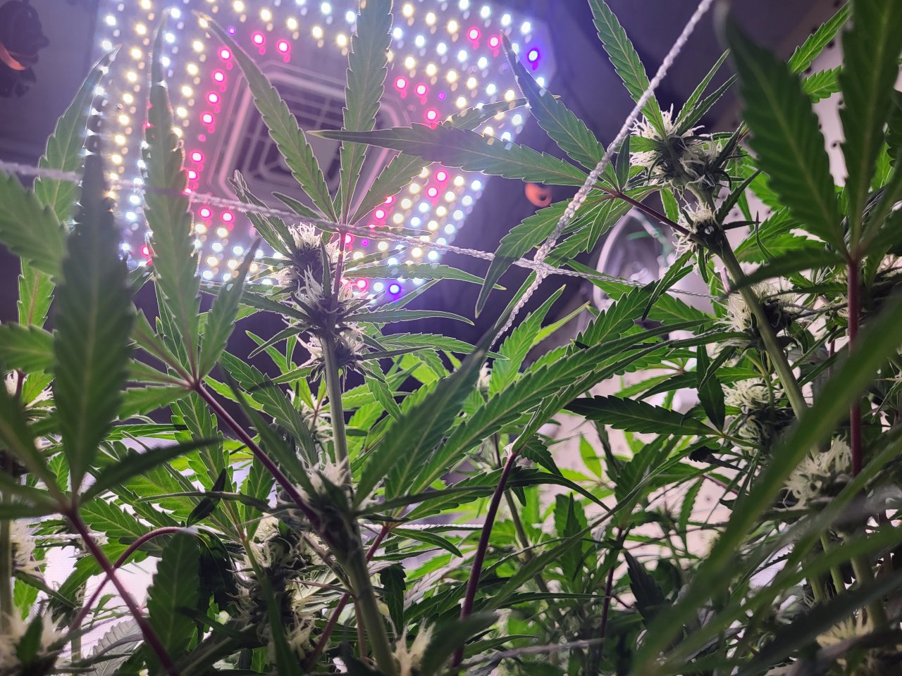 Fruit punch auto flowering under vivosun aerolight.jpg