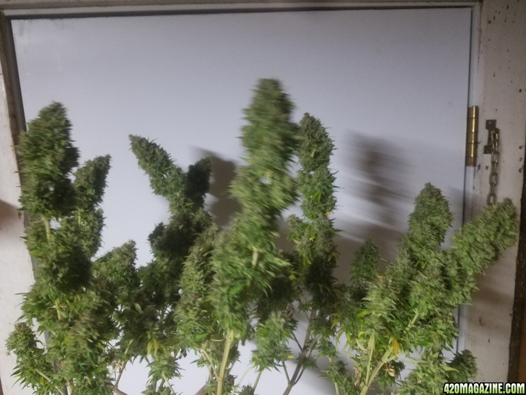 Fruit Punch Harvest