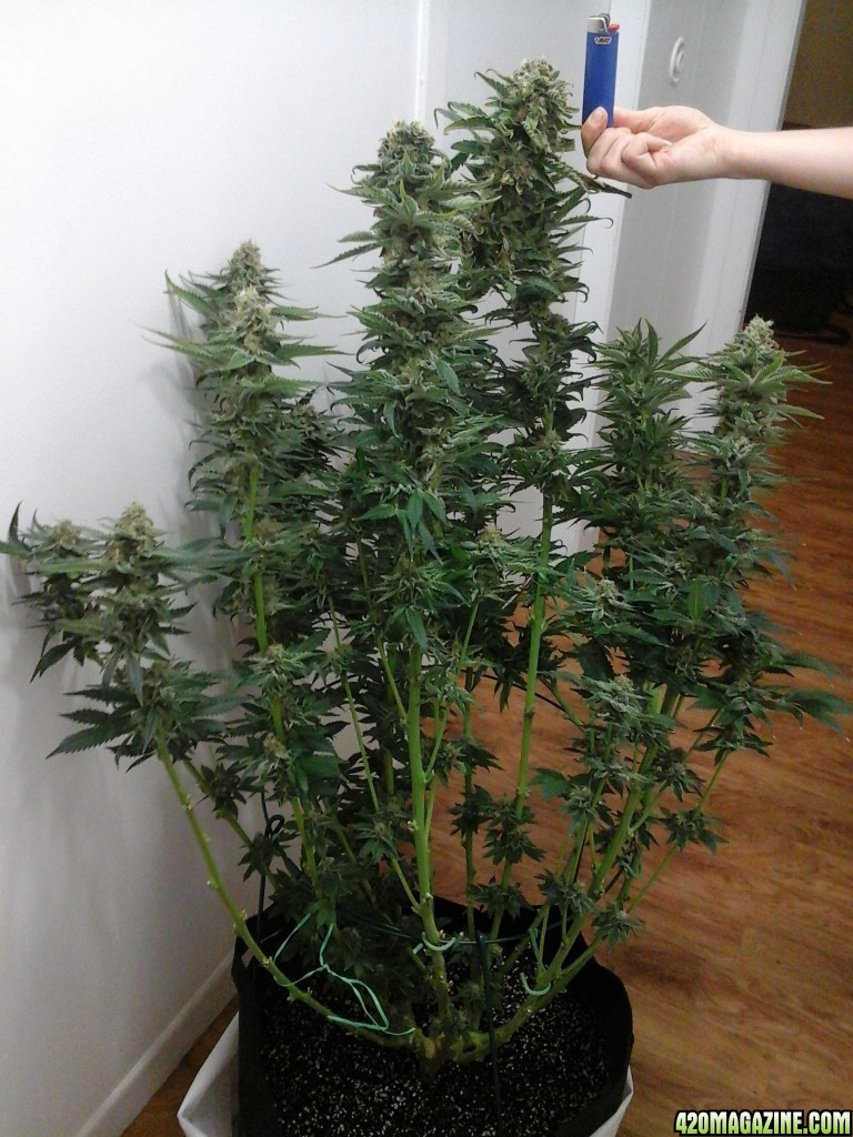 Fruit Spirit by Royal Queen Seeds