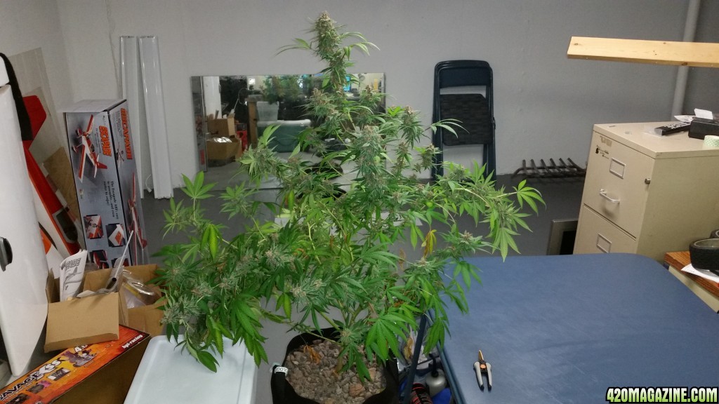 Fruit Spirit grown with Growology