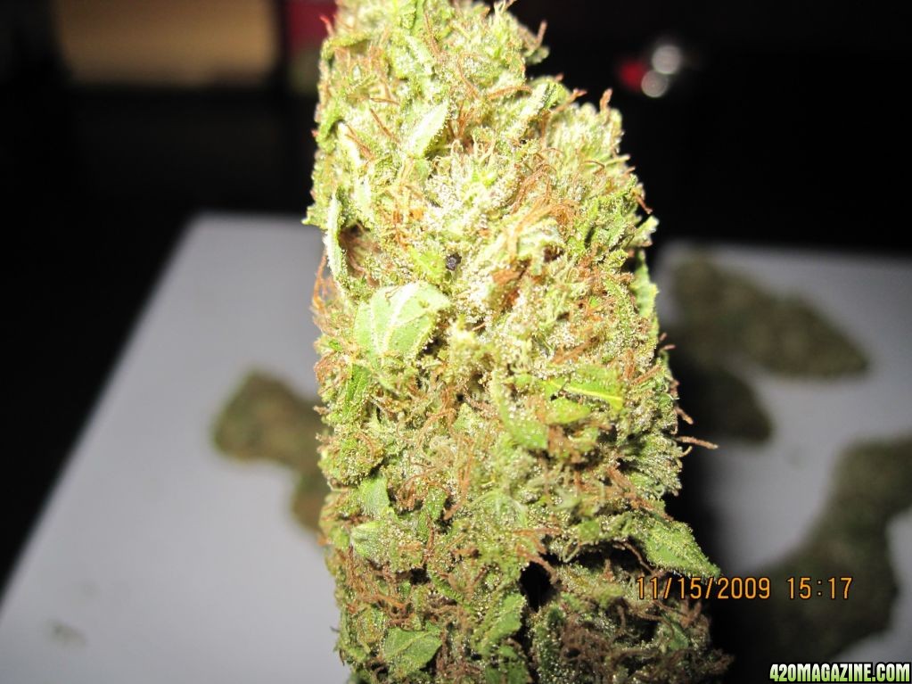 fruity bud