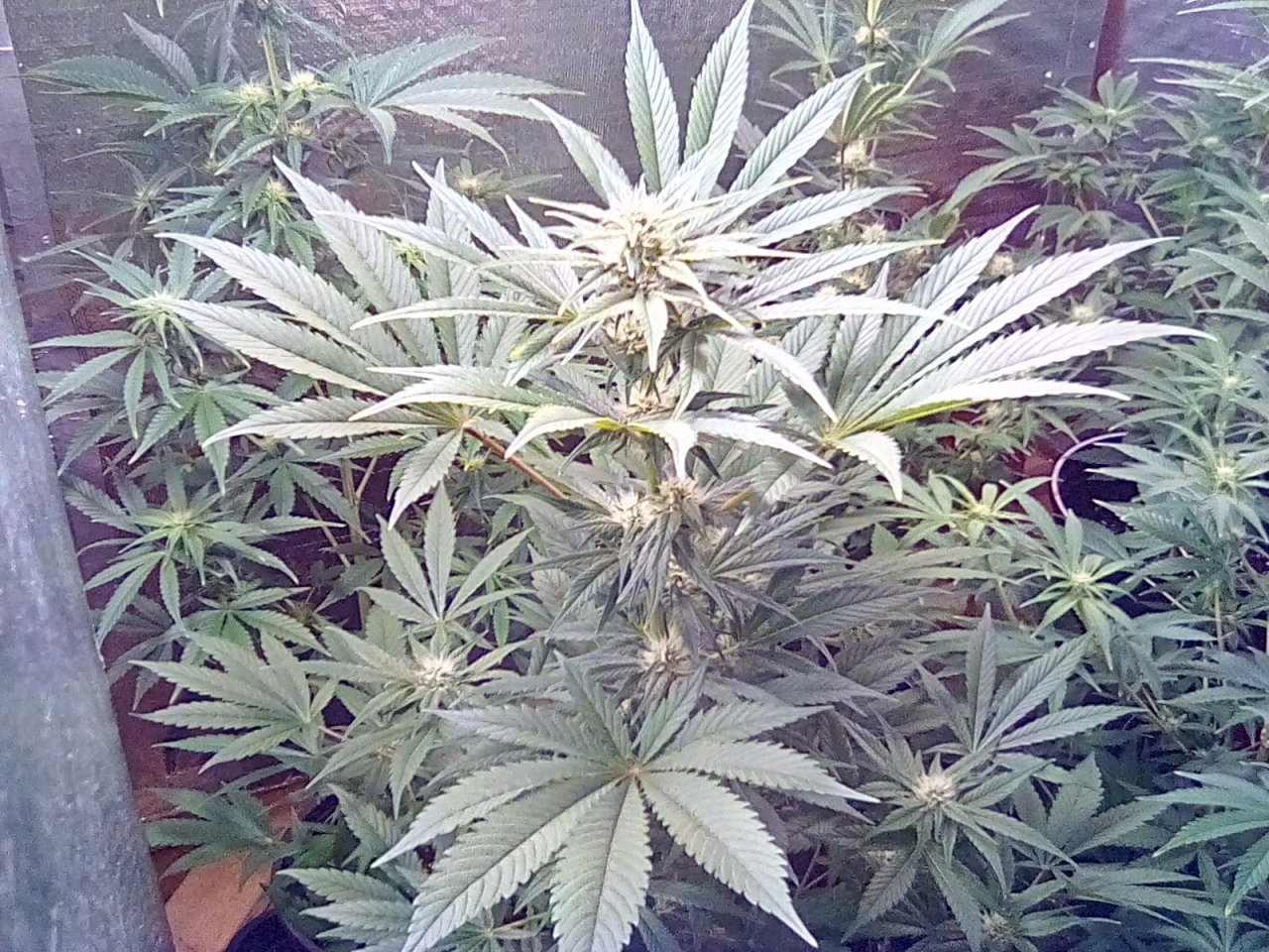 Fruity Pebbles day 30 of the flip