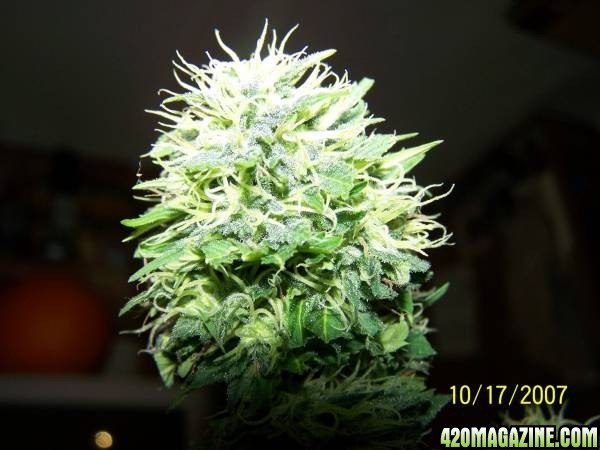 Fruity Skunk THC+++++++