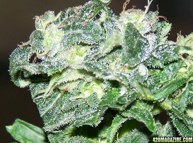 Fruity skunk