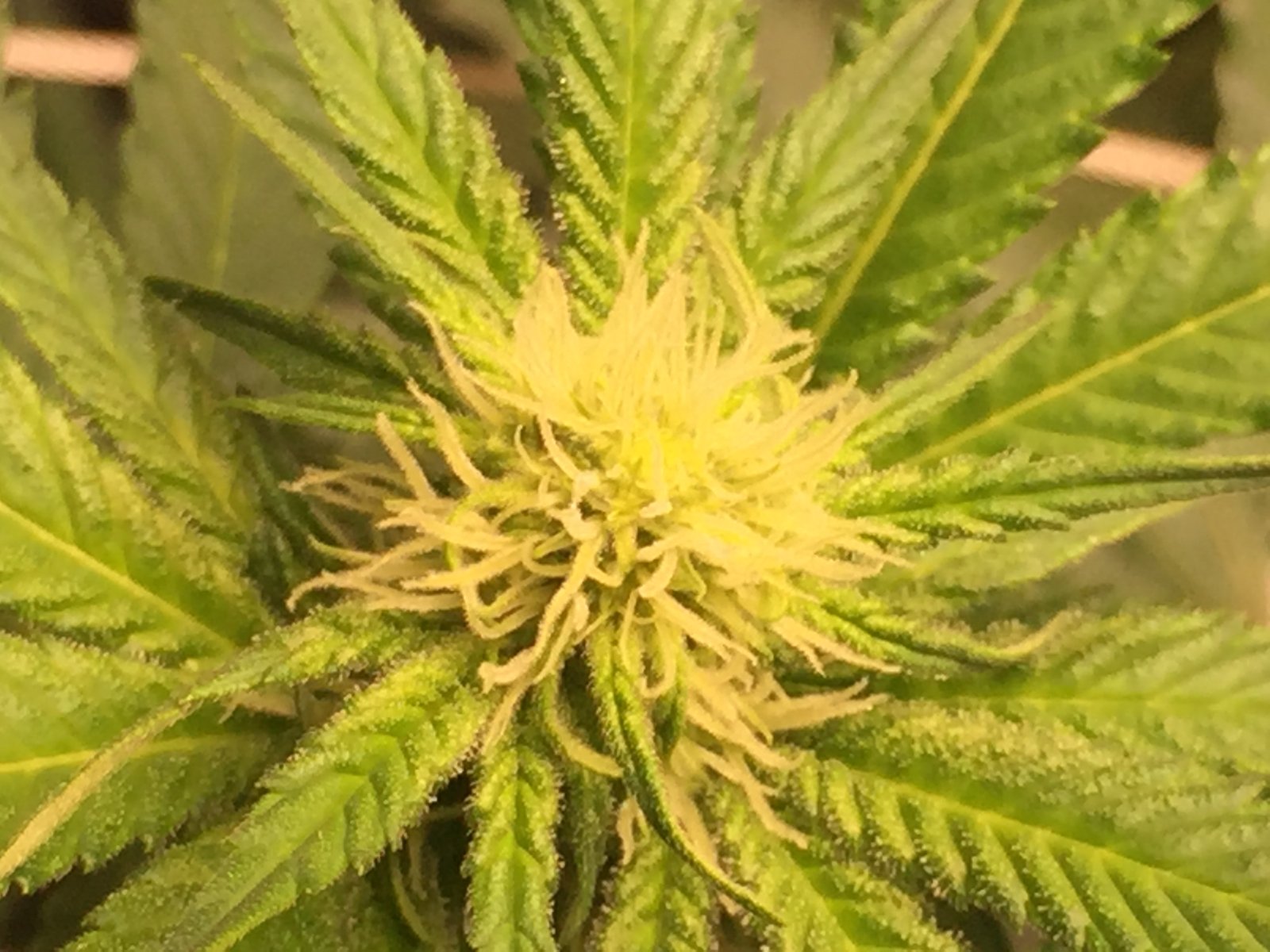 Fuel D.OG week 3 flower.JPG