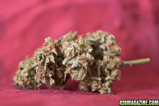 Full Moon_Buds_2