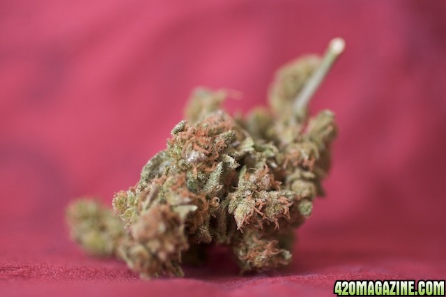 Full Moon_Buds_3