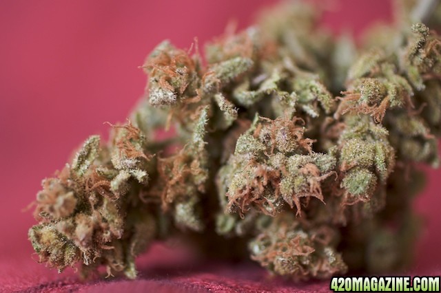 Full Moon_Buds_4