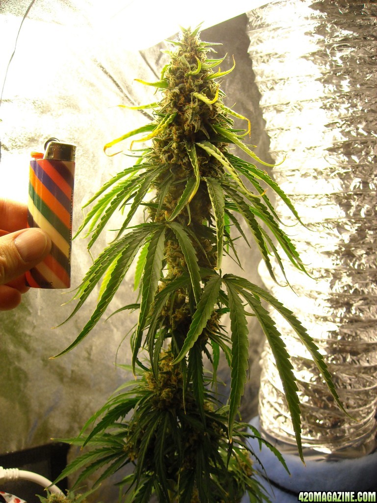 Full shot of the top cola on the right lady