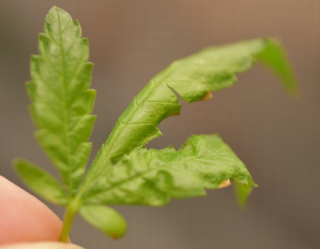 Fungus gnat damage.jpeg