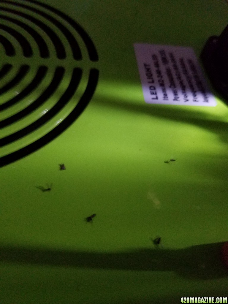 Fungus Gnats