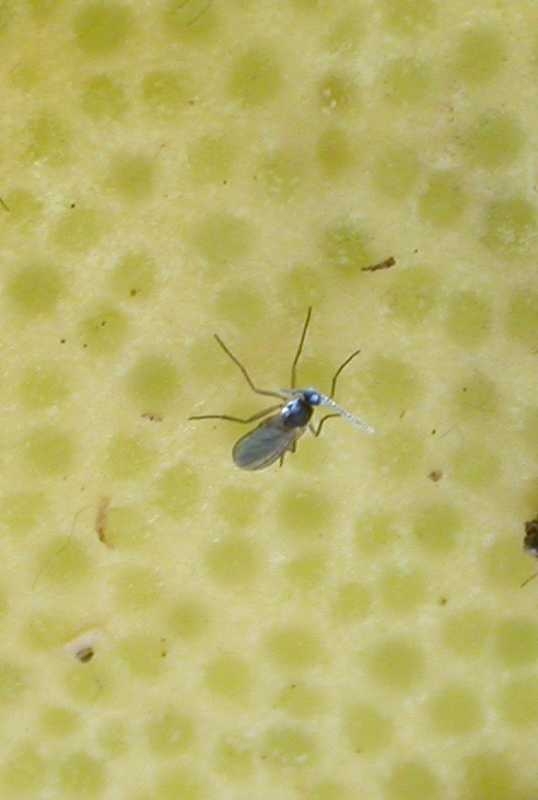 Fungus_Gnats1251.jpg