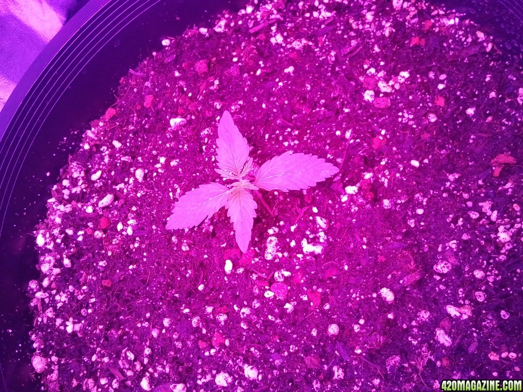 FWWA seedling