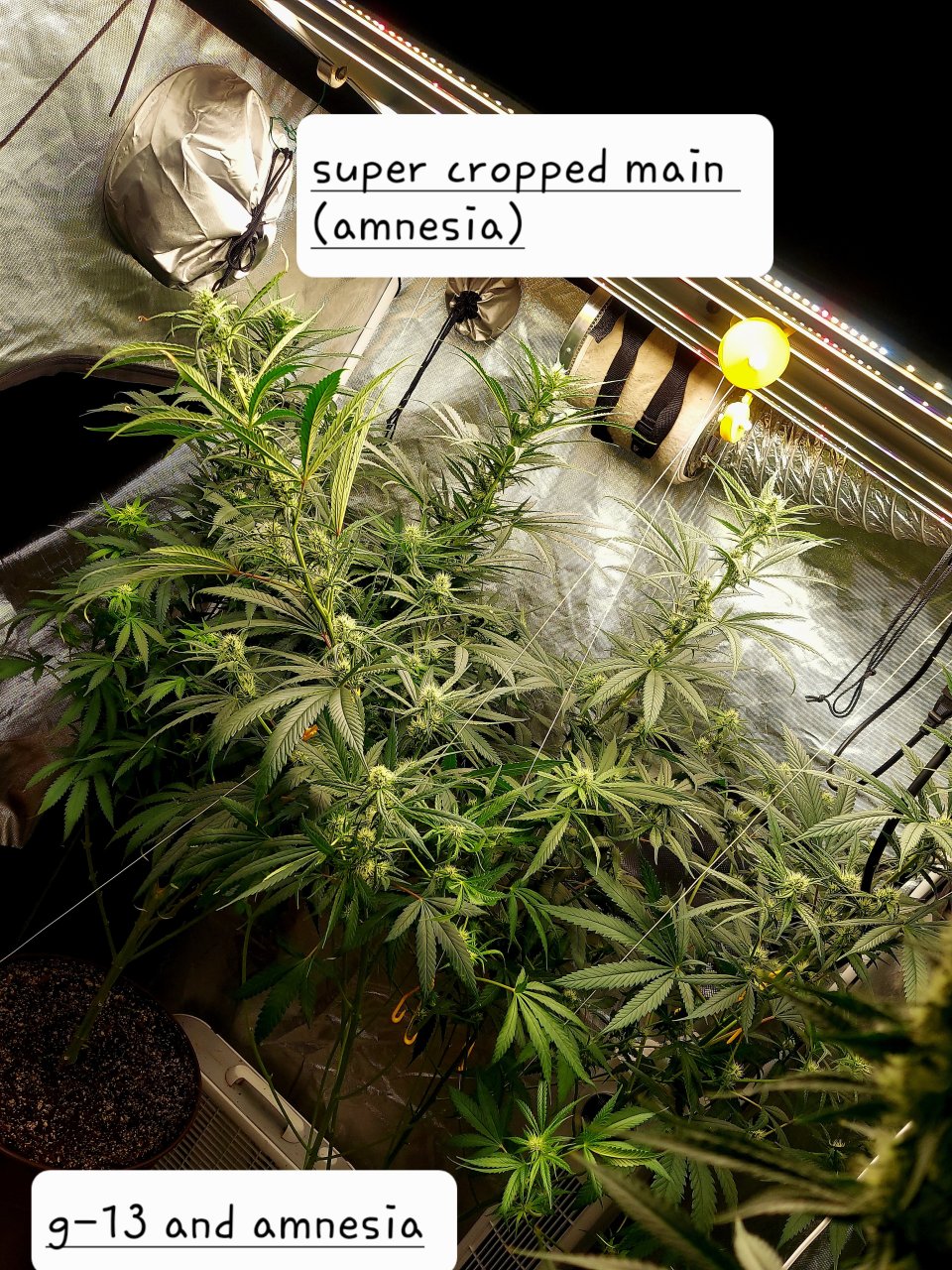 G-13-Amnesia-Grow Journal-Summer Grow 2023