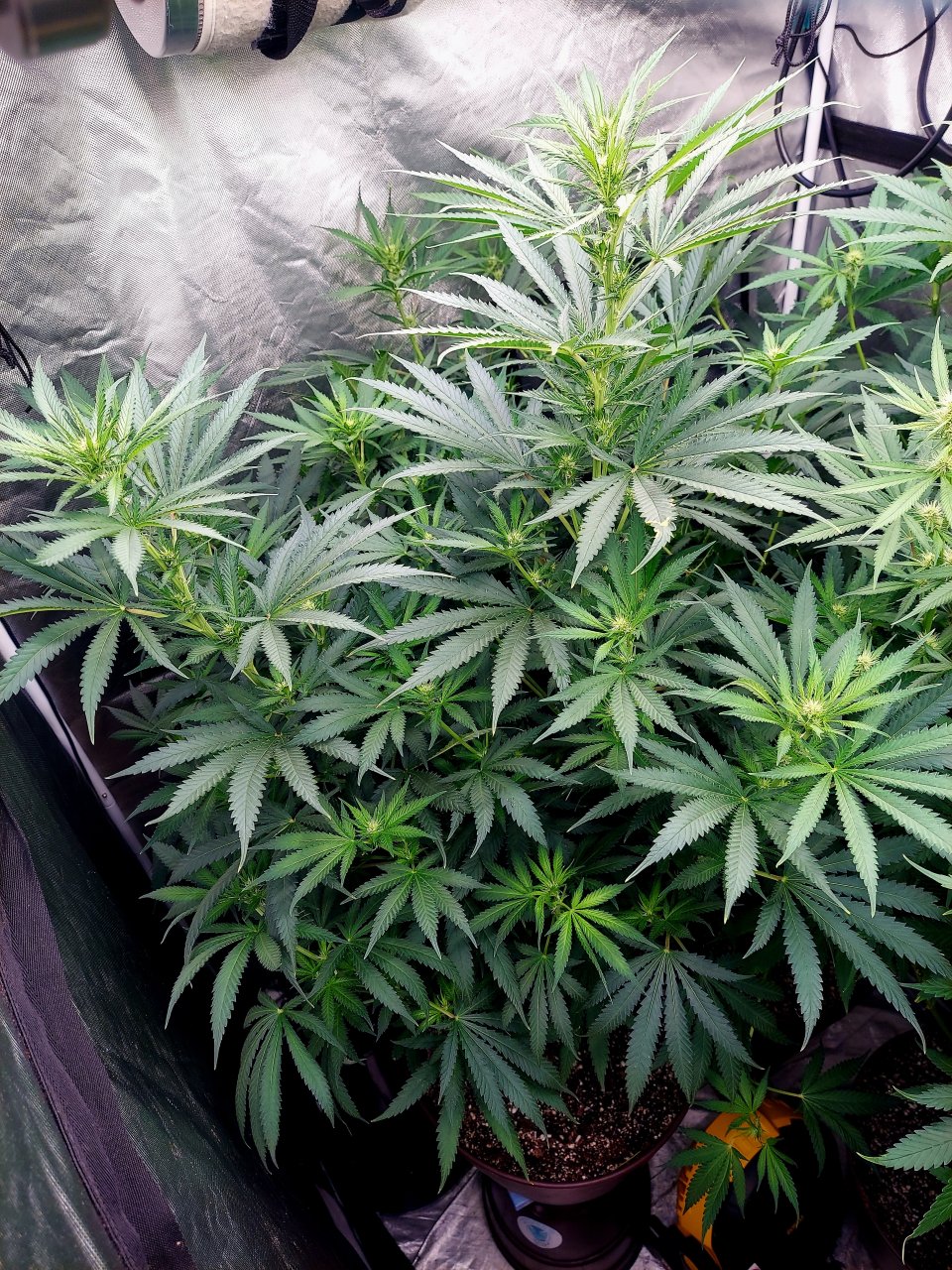 G-13-Grow Journal-Summer Grow 2023