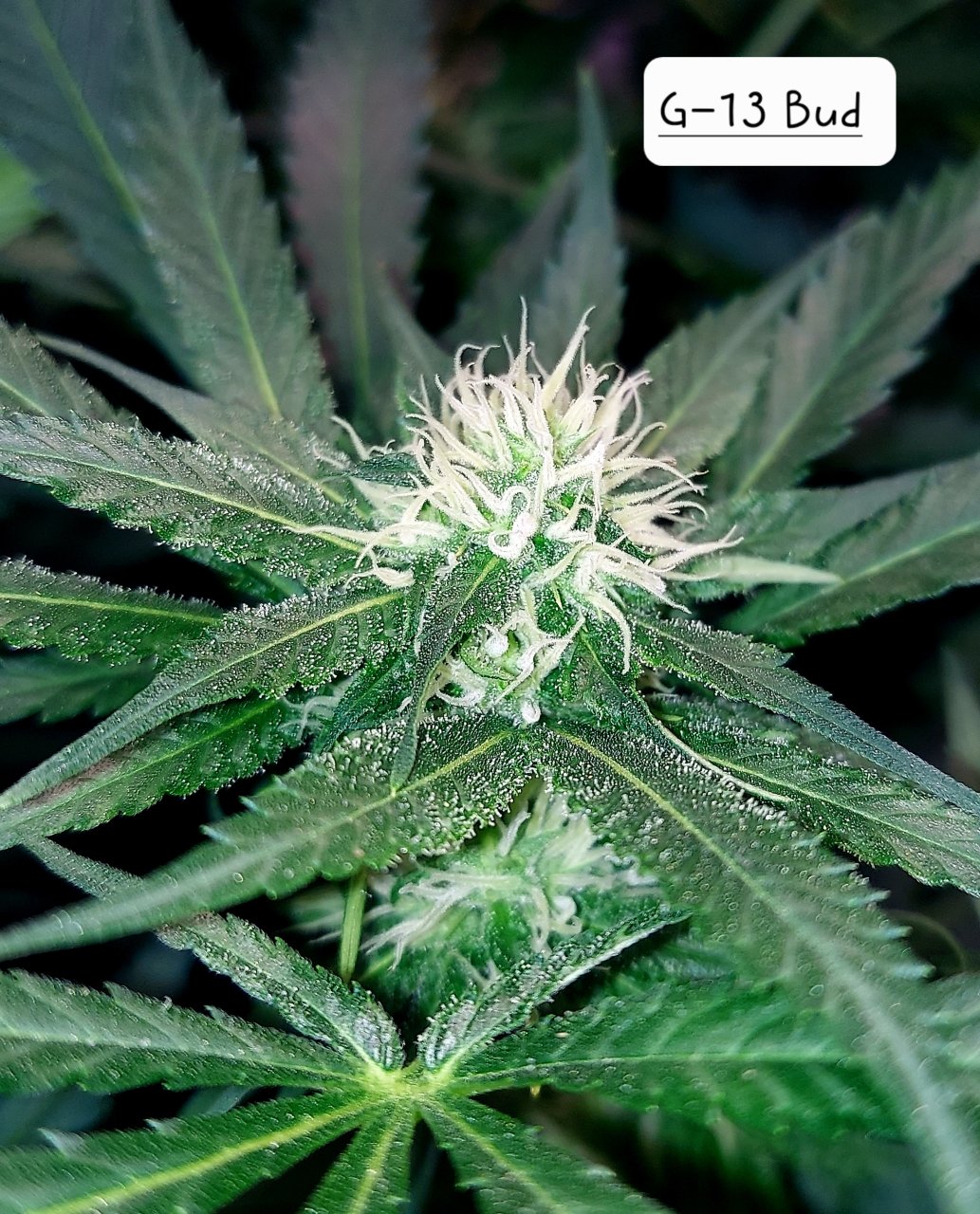 G-13-Grow Journal-Summer Grow 2023