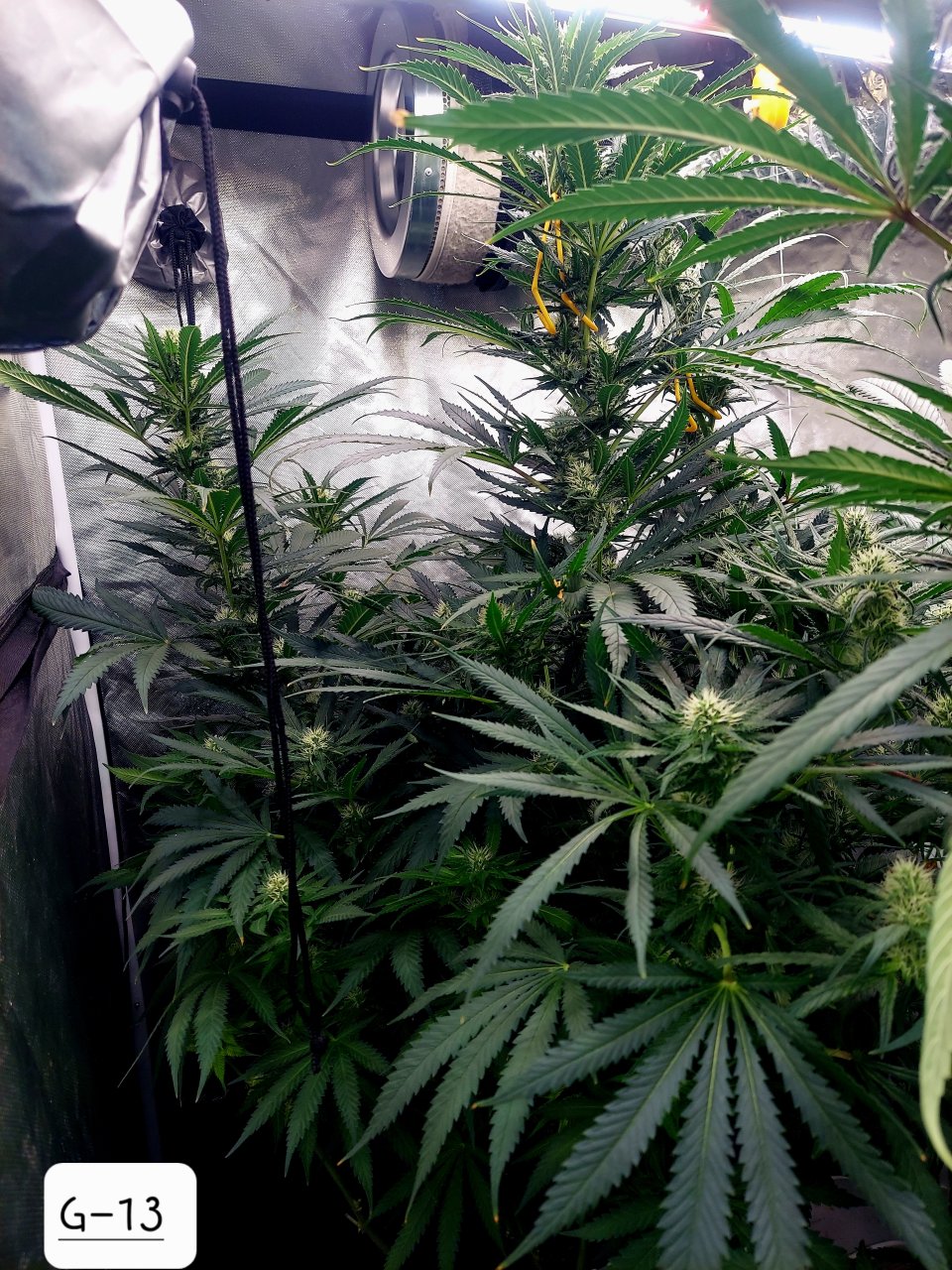 G-13-Grow Journal-Summer Grow 2023