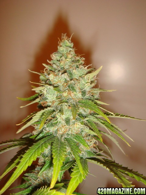 G 13 Haze