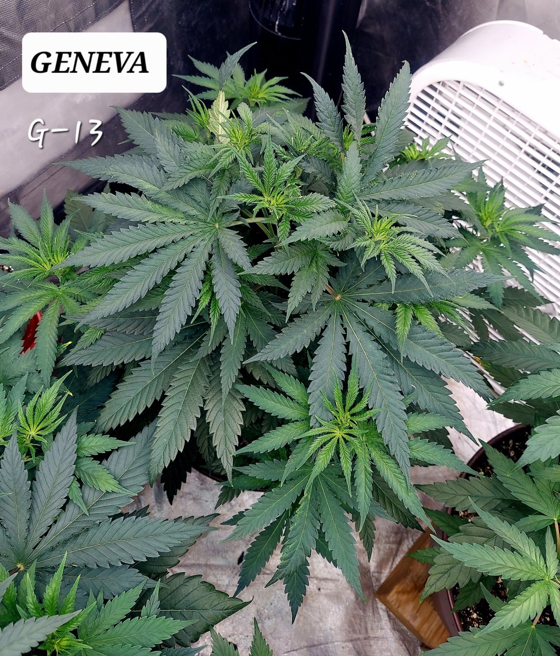 G-13-Summer Grow 2023