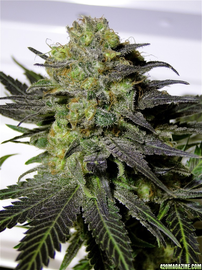 G.D.P. x Bubba Kush Solo Cup Plant | 420 Magazine