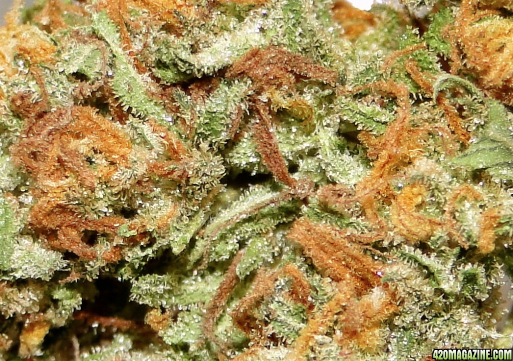 G.D.P. x O.G. Kush Macro