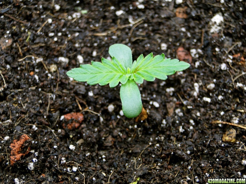 G.D.P. x OG Kush Seedling-Pheno #1-Day 1 of Transplant-2/12/17