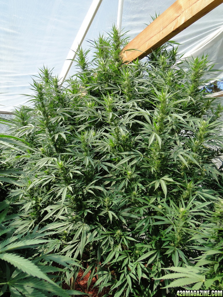 G.D.P. x Silver Mist (Super Silver Haze x Kali Mist)