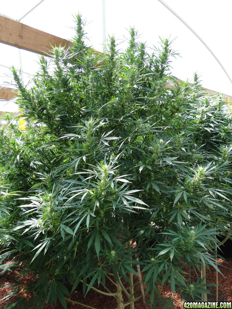 G.D.P. x Silver Mist (Super Silver Haze x Kali Mist)