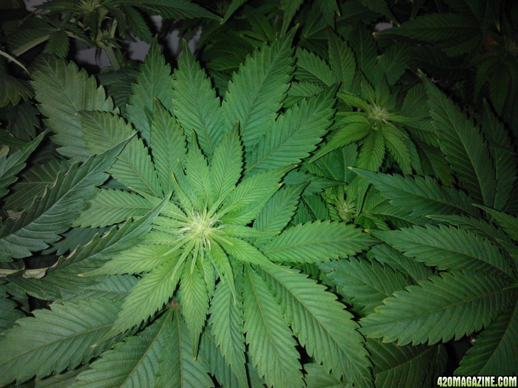 g13 2 weeks floweing