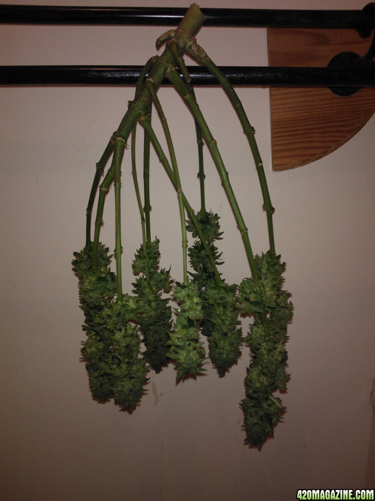 g13 haze ktrain harvest