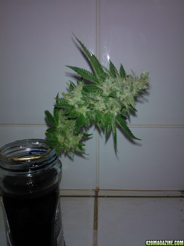 g13 haze ktrain harvest