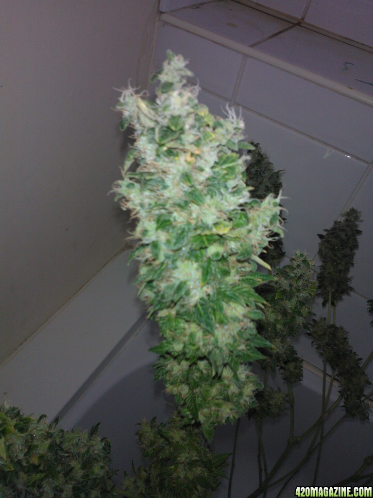 g13 haze ktrain harvest