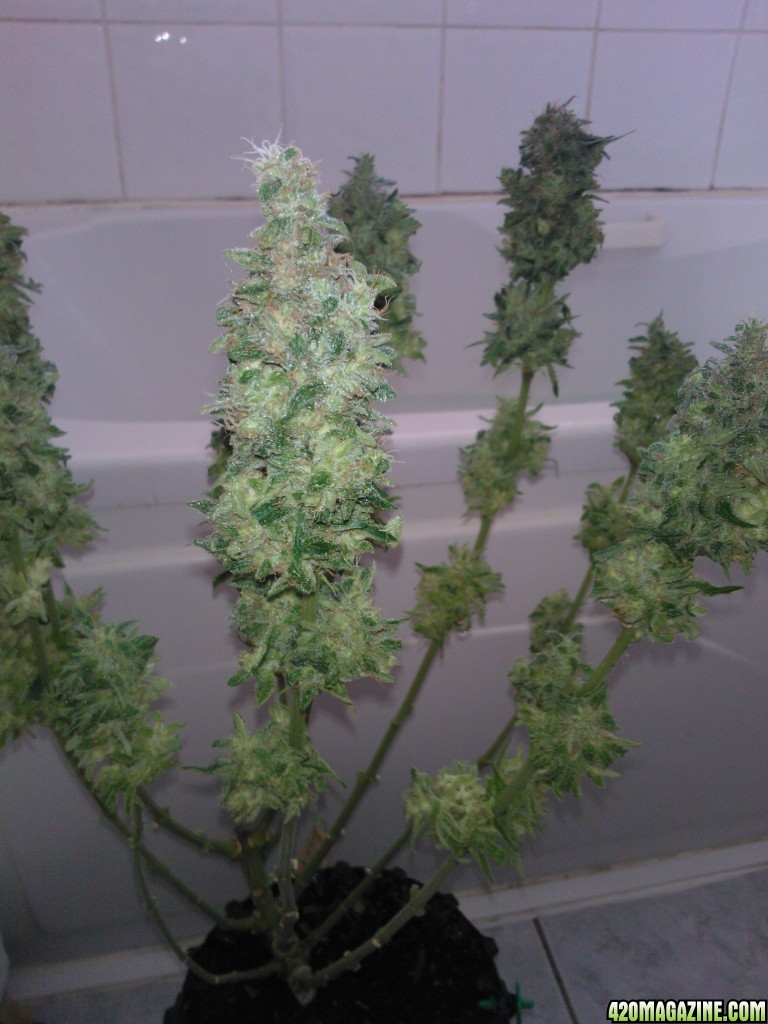 g13 haze ktrain harvest