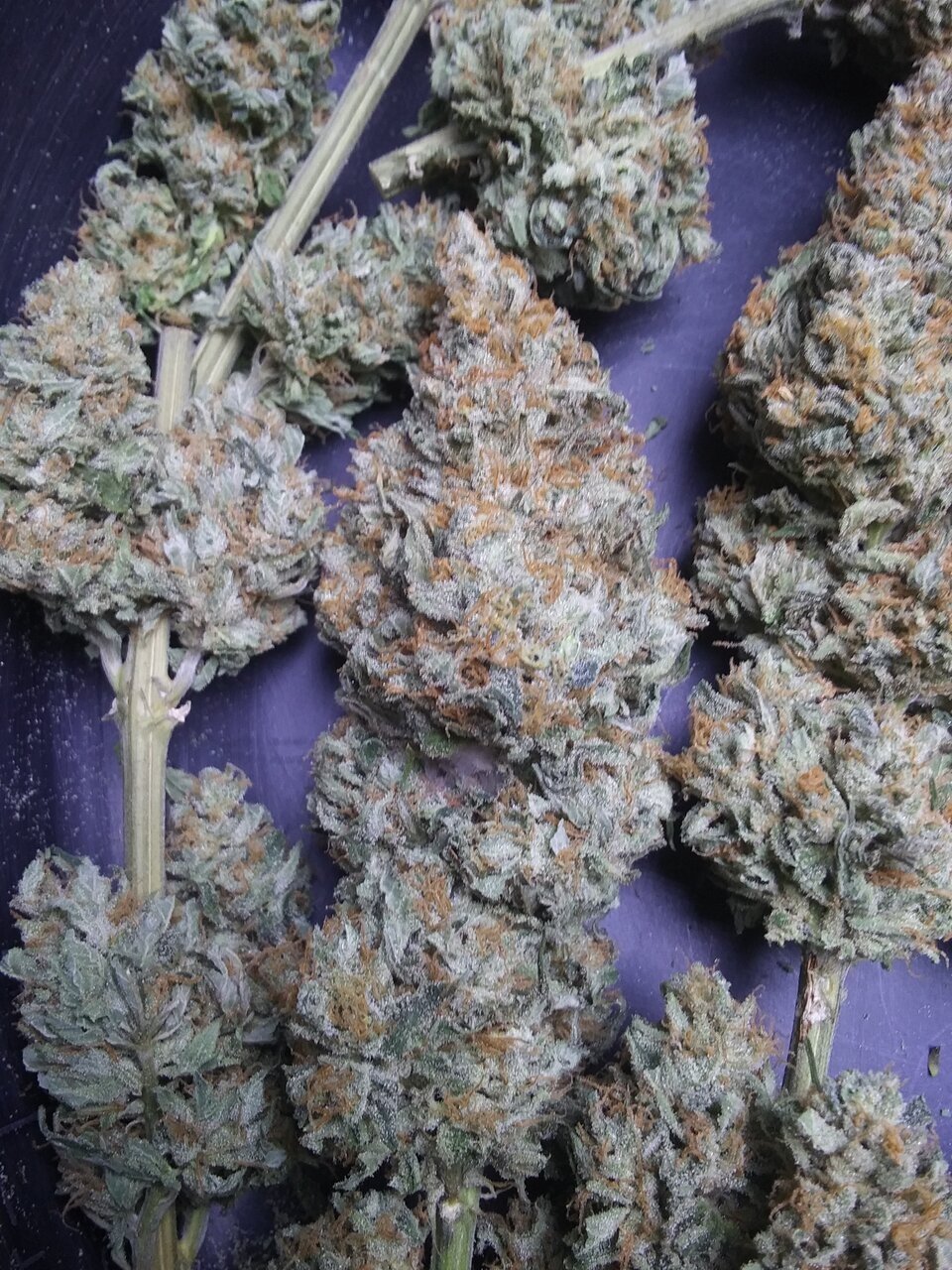 G13 Haze