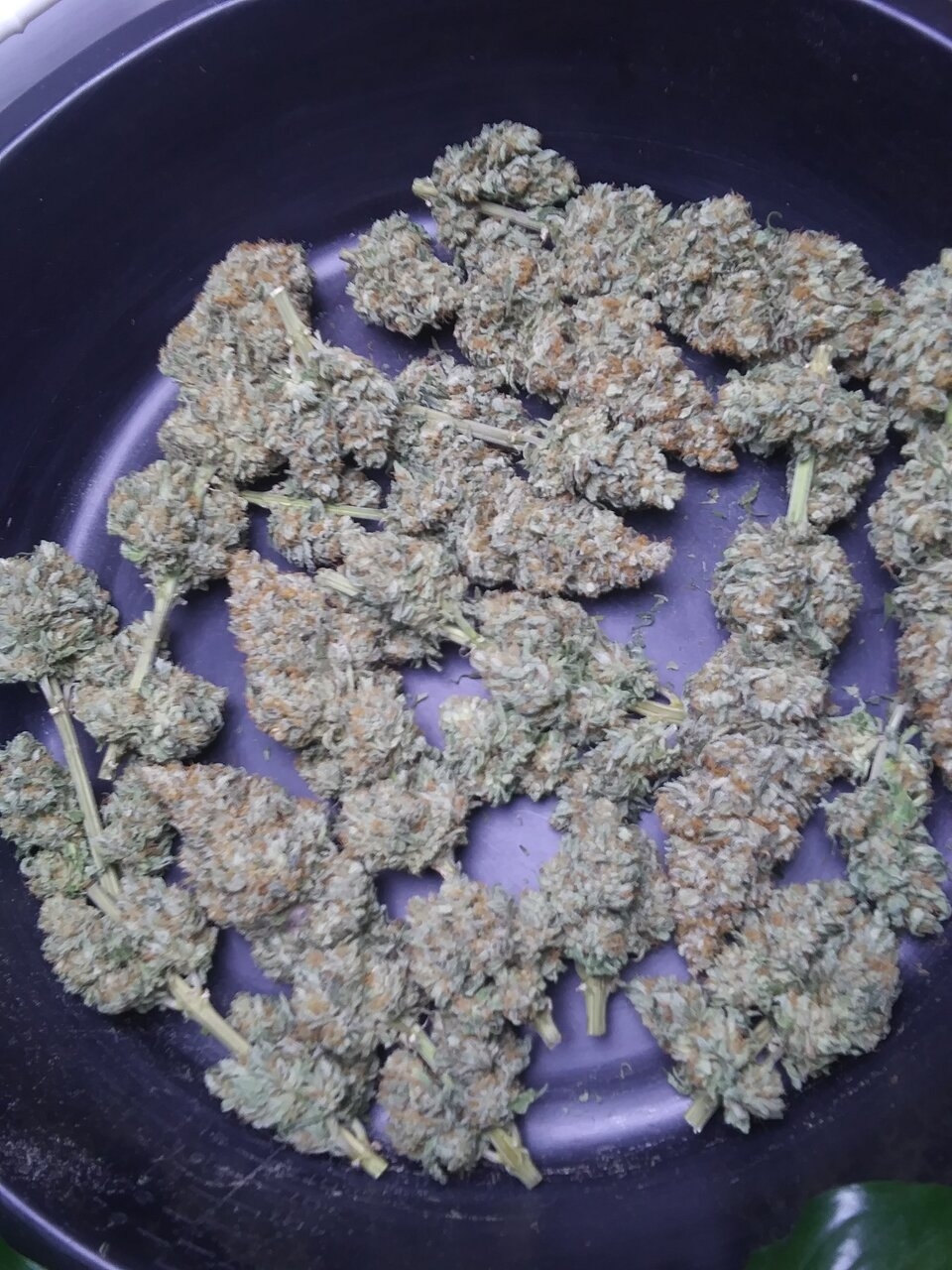 G13 Haze