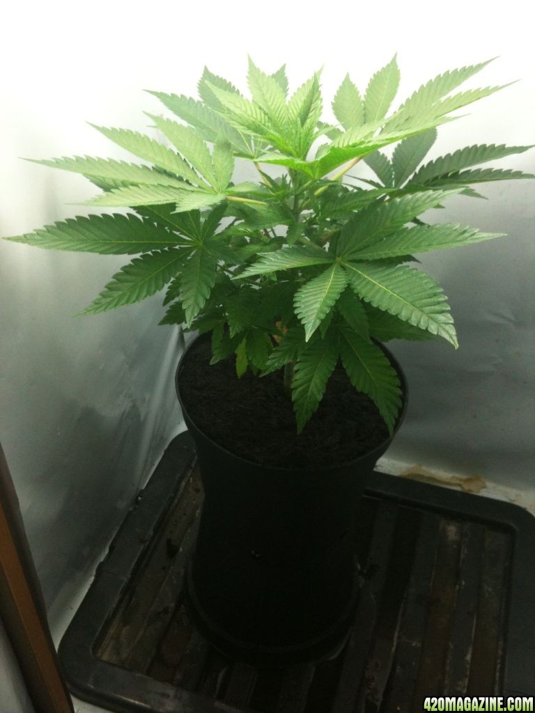 G13 Labs Killerbudd grow...