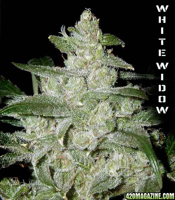 g13-labs-white-widow-cannabis-seeds1