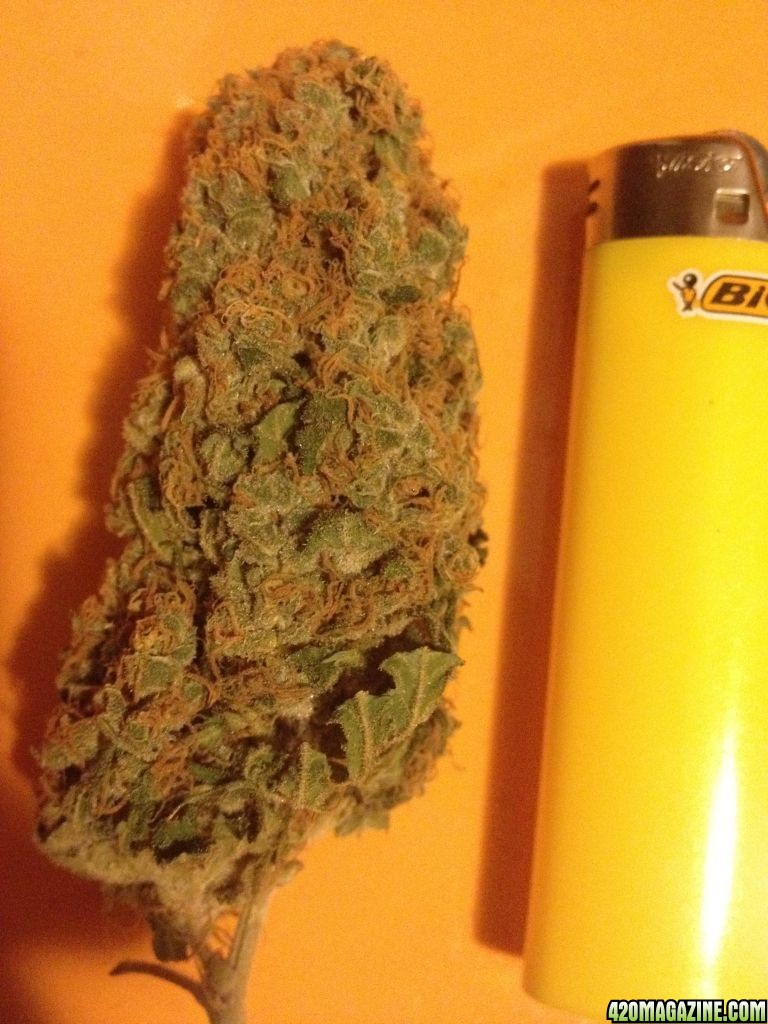 G13 Pineapple Express