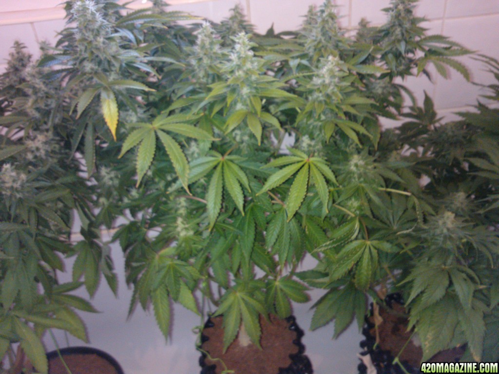 g13haze ktrain coco